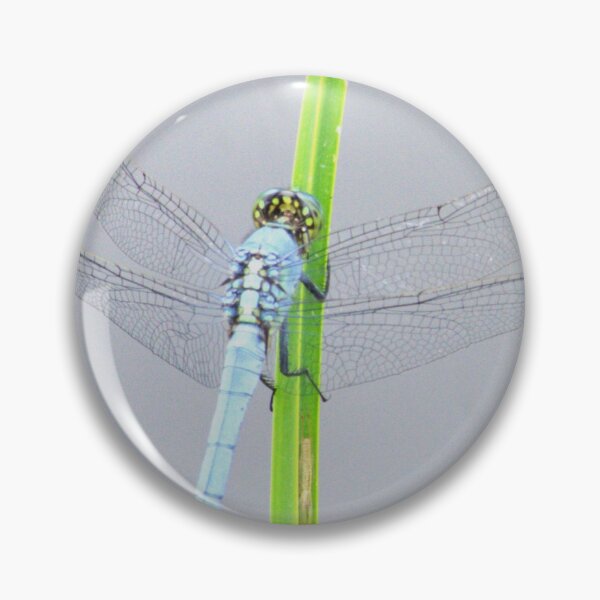 Item preview, Blue dragonfly in a grass blade designed and sold by JoseffloPhoto.