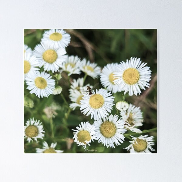 Aperçu de l'œuvre Petite abeille et marguerites créée et vendue par RocDrAdventures.