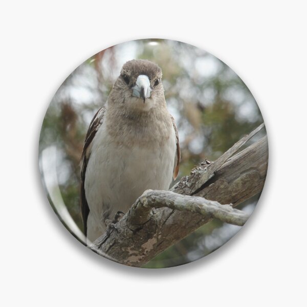 Item preview, Female Pied Butcherbird designed and sold by Stingray.