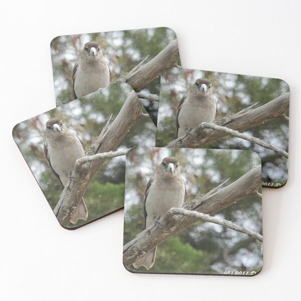 Item preview, Female Pied Butcherbird designed and sold by Stingray.
