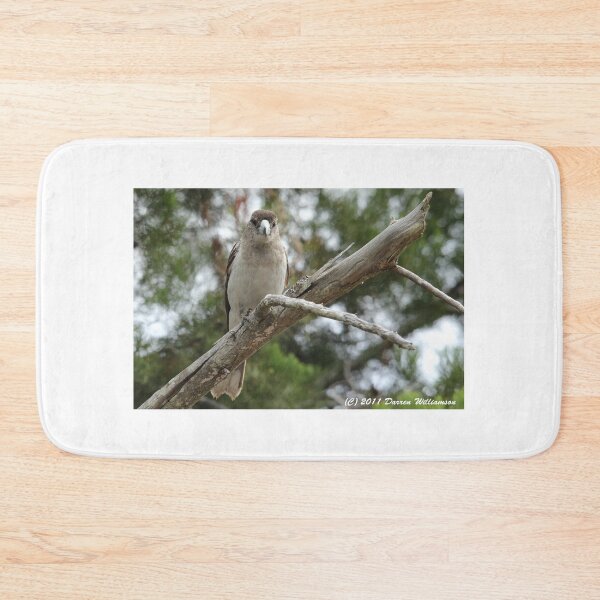 Item preview, Female Pied Butcherbird designed and sold by Stingray.