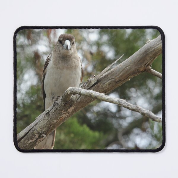 Item preview, Female Pied Butcherbird designed and sold by Stingray.
