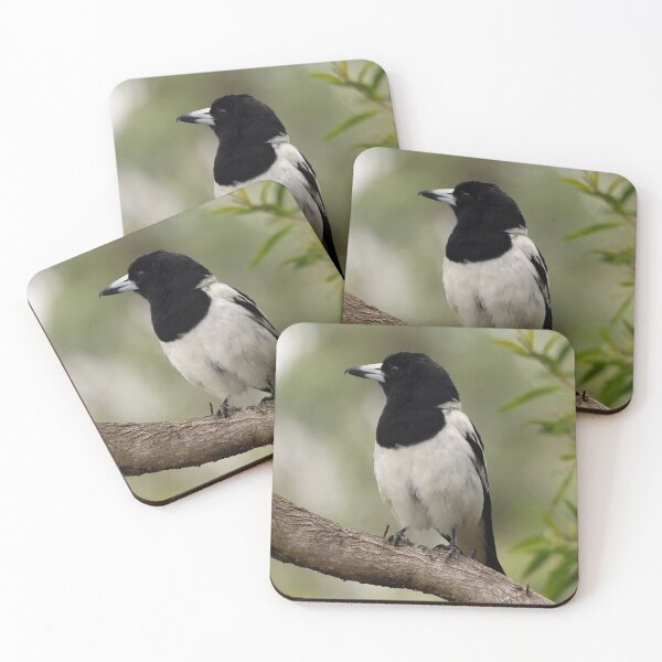Item preview, Pied Butcherbird designed and sold by Stingray.