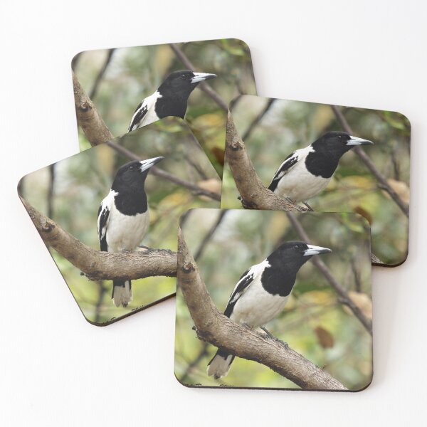 Item preview, Pied Butcherbird designed and sold by Stingray.