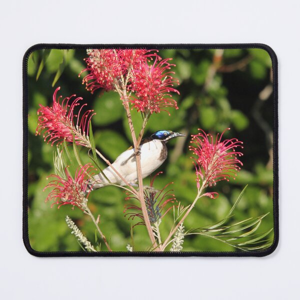 Artikelvorschau, Blue-faced Honeyeater entworfen und verkauft von Stingray.