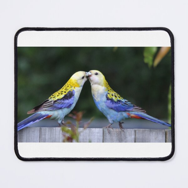 Artikelvorschau, Pale-headed Rosella's feeding entworfen und verkauft von Stingray.