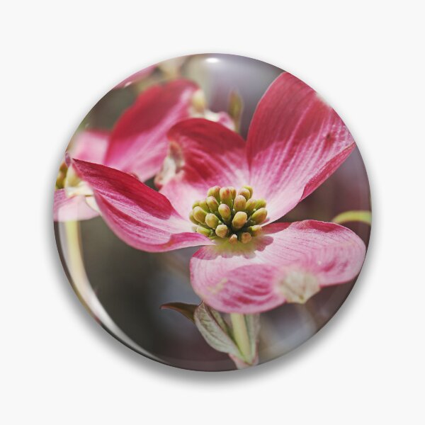 Item preview, Gorgeous Pink Flowering Dogwood designed and sold by Joy Watson - Natural Light Photography .