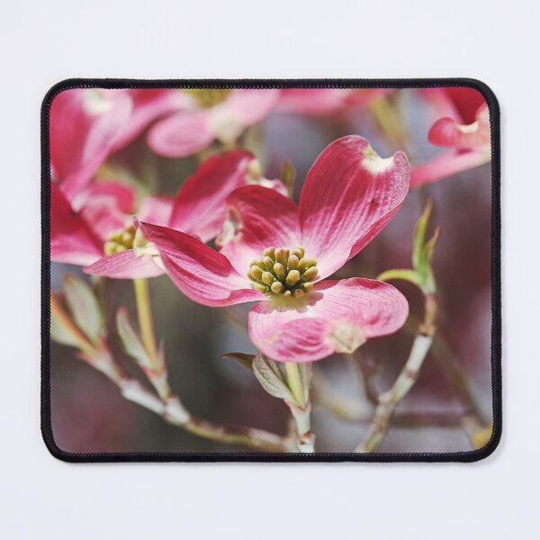 Item preview, Gorgeous Pink Flowering Dogwood designed and sold by Joy Watson - Natural Light Photography .
