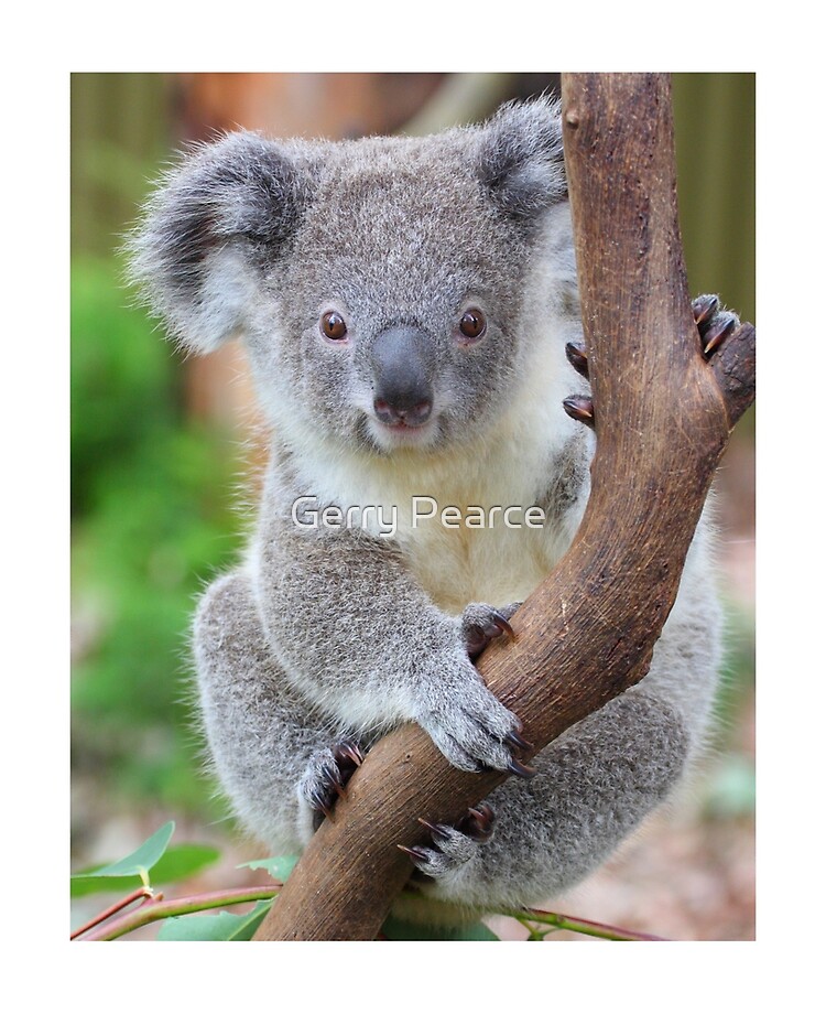 Coque et skin adhésive iPad for Sale avec l'œuvre « Le koala - le plus  mignon d'Australie » de l'artiste Gerry Pearce