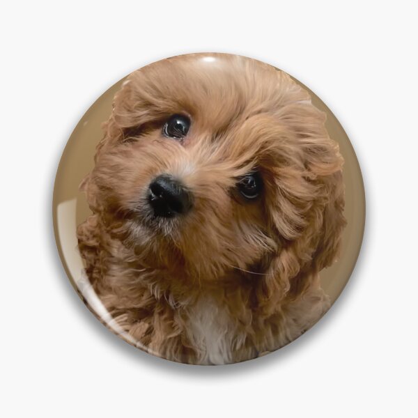 Item preview, Cute Cavoodle Portrait designed and sold by Nicola Morgan.
