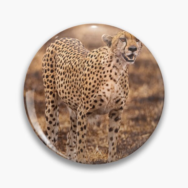 Item preview, Cheetah surveying the scorched Masai Mara grasslands for antelope designed and sold by AndyMorkot.