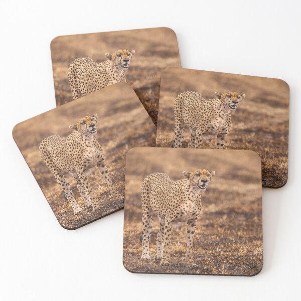 Item preview, Cheetah surveying the scorched Masai Mara grasslands for antelope designed and sold by AndyMorkot.