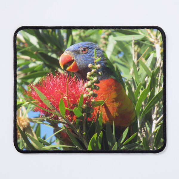 Item preview, Rainbow Lorikeet strikes a pose designed and sold by Joannaholman.