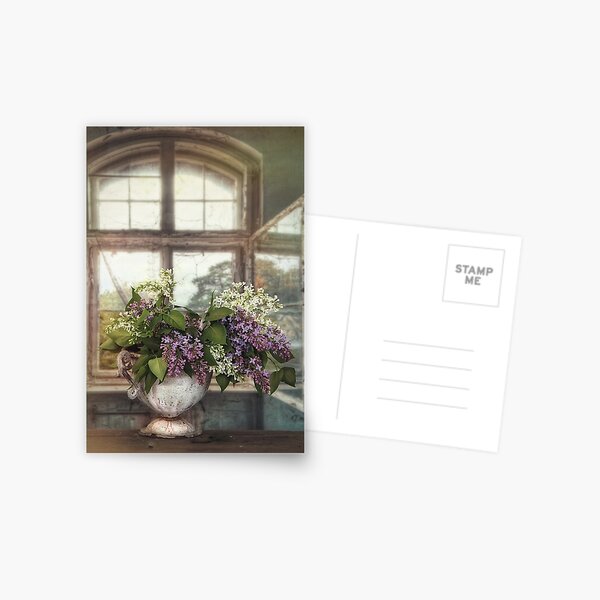 Lilacs in the window Postcard