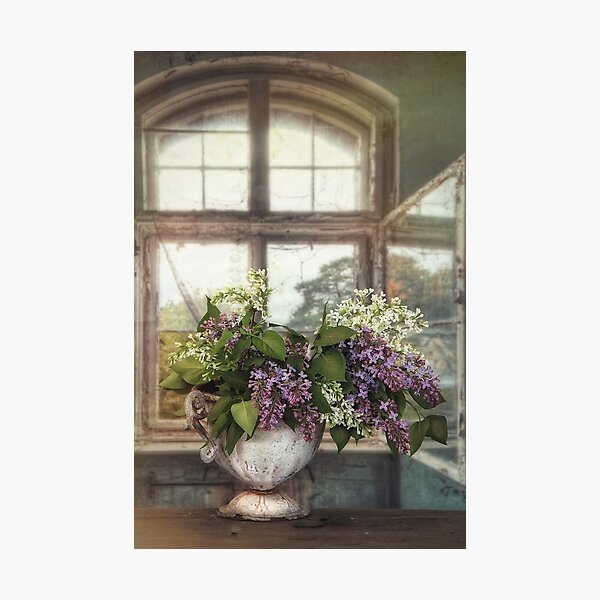 Lilacs in the window Photographic Print