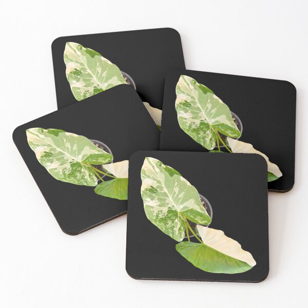 Item preview, Alocasia variegated designed and sold by Meo Design.