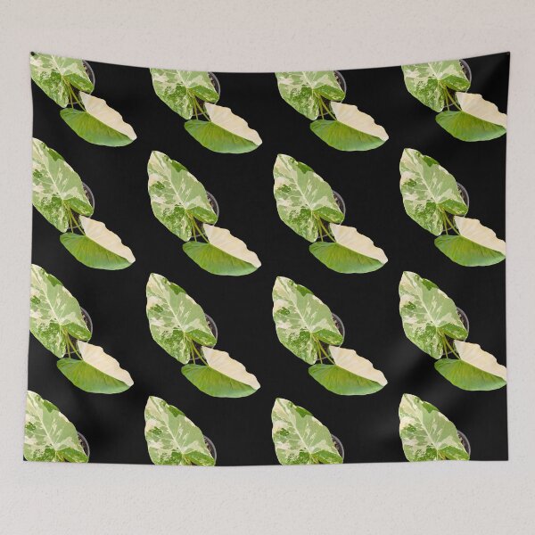 Item preview, Alocasia variegated designed and sold by Meo Design.