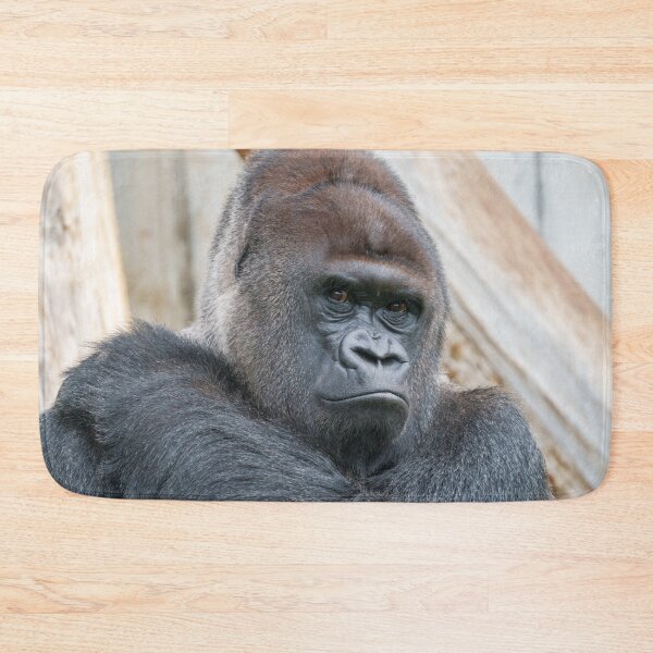 Item preview, Bobo's Commanding Gaze designed and sold by rawshutterbug.