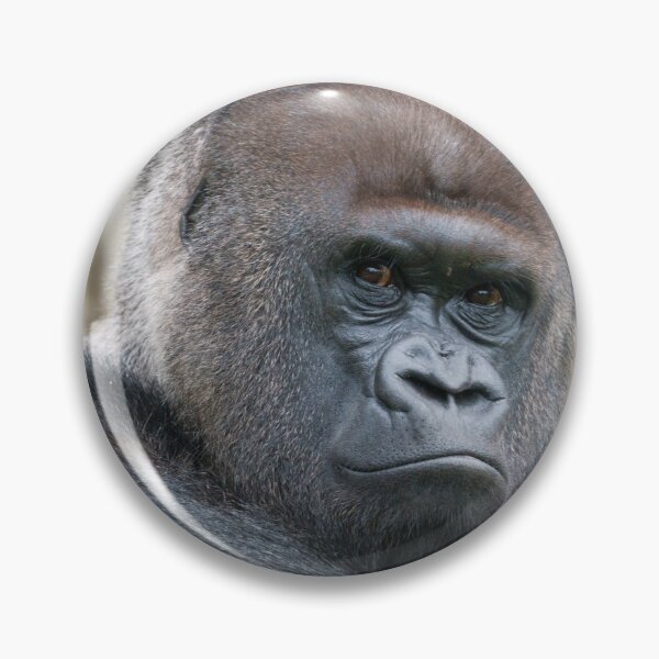 Item preview, Bobo's Commanding Gaze designed and sold by rawshutterbug.
