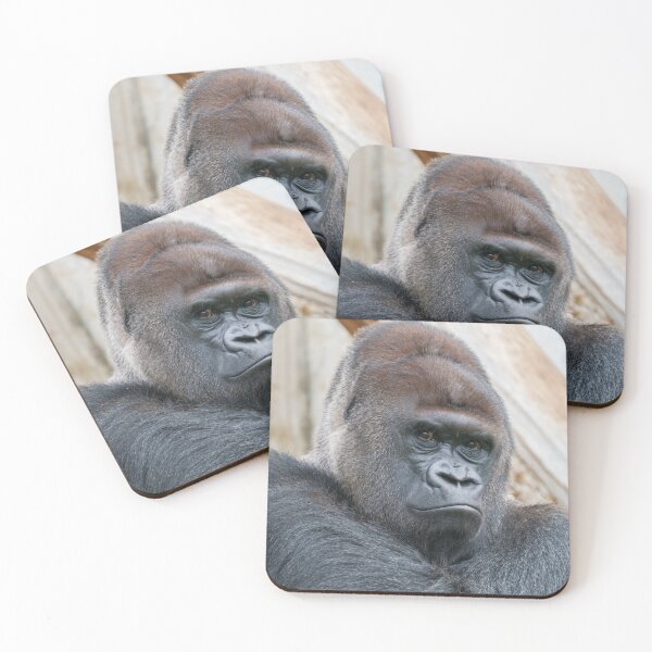 Item preview, Bobo's Commanding Gaze designed and sold by rawshutterbug.
