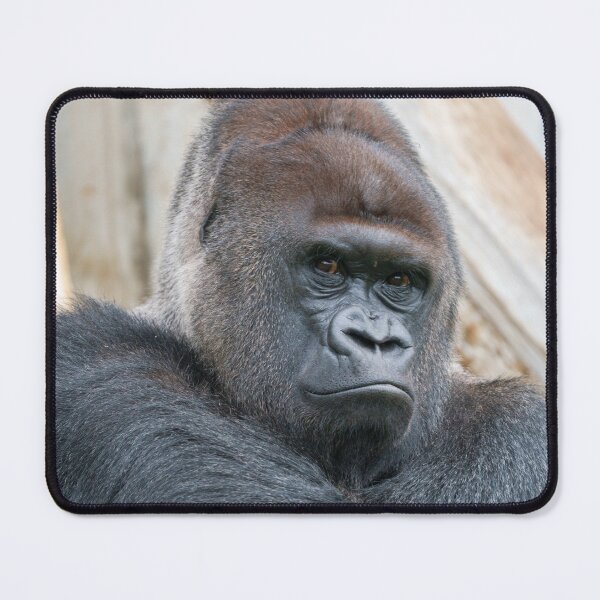Item preview, Bobo's Commanding Gaze designed and sold by rawshutterbug.