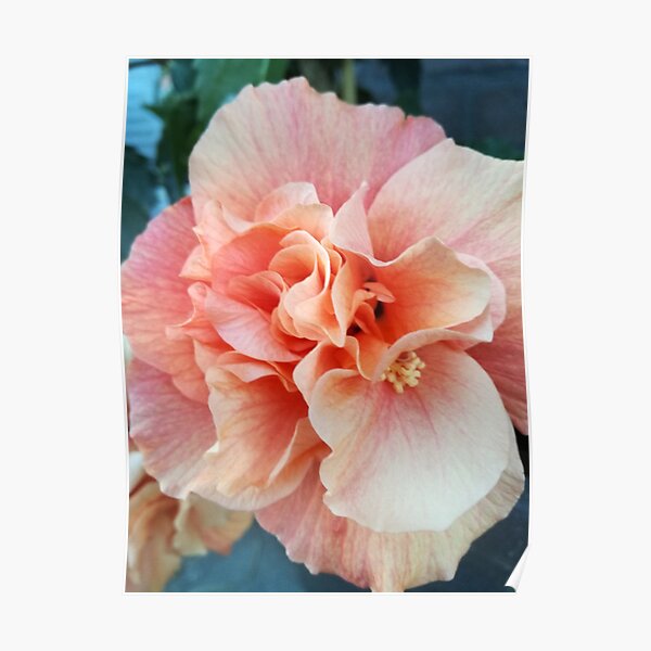 Salmon color Hibiscus flower Poster