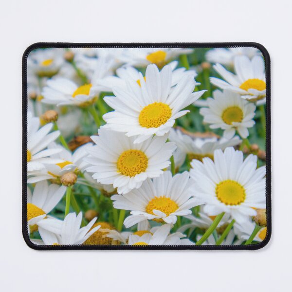 Item preview, Marguerite daisies in a field of grass designed and sold by Luka Šper.