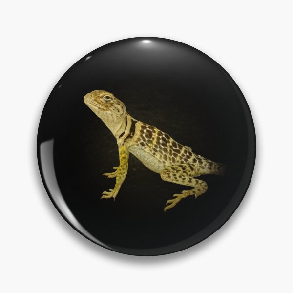 Item preview, Collared lizard designed and sold by Guardi71.