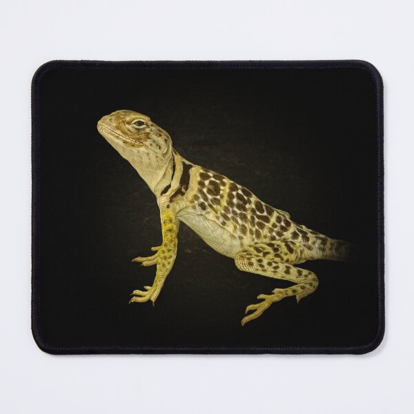 Item preview, Collared lizard designed and sold by Guardi71.