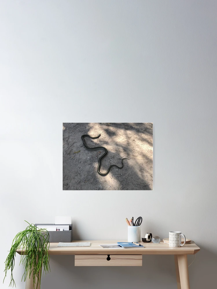 Thumbnail 2 of 3, Poster, Snake designed and sold by RDLT.