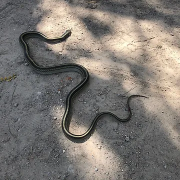 Artwork thumbnail, Snake by RDLT