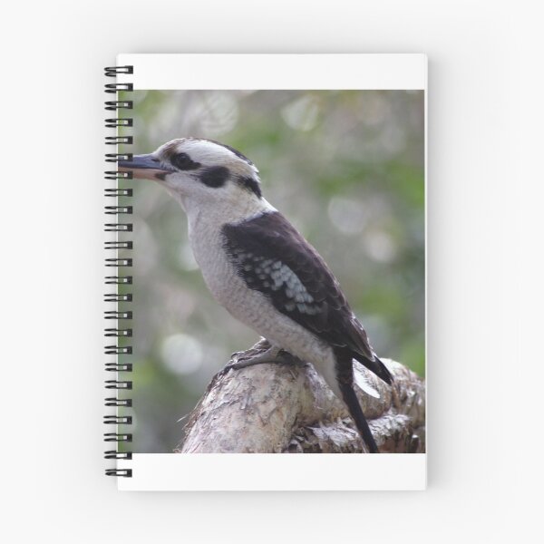 Aperçu de l'œuvre Kookaburra qui rit créée et vendue par Stingray.