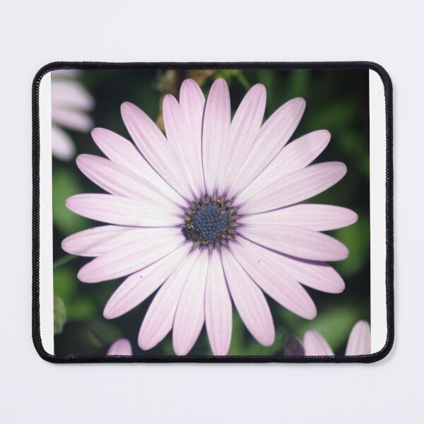 Item preview, Osteospermum - African Daisy designed and sold by Stingray.