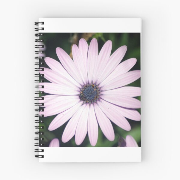 Item preview, Osteospermum - African Daisy designed and sold by Stingray.