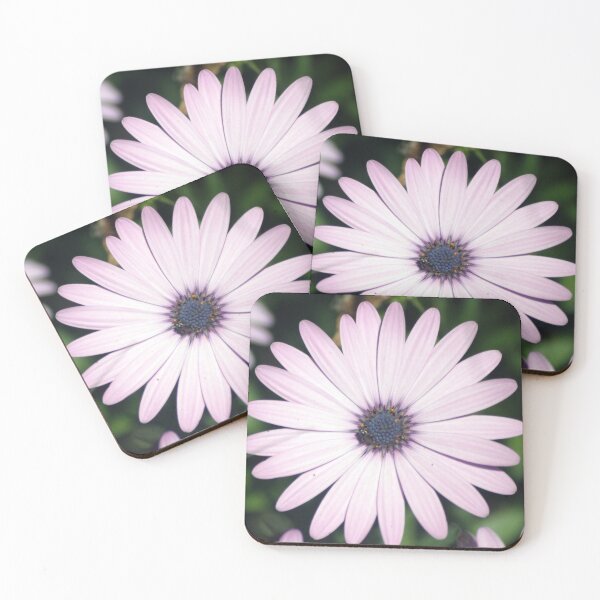 Item preview, Osteospermum - African Daisy designed and sold by Stingray.