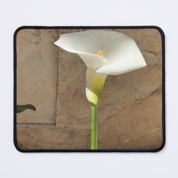 Item preview, White Gannet designed and sold by RDLT.