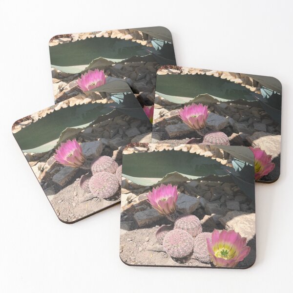Item preview, Small cactus with large pink flowers designed and sold by RDLT.