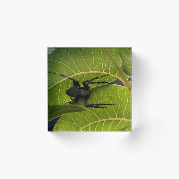 Item preview, Black spider on walnut leaves designed and sold by RDLT.