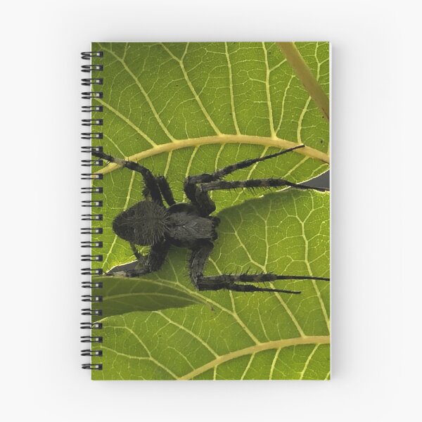 Aperçu de l'œuvre Araignée noire sur feuilles de noyer créée et vendue par RDLT.
