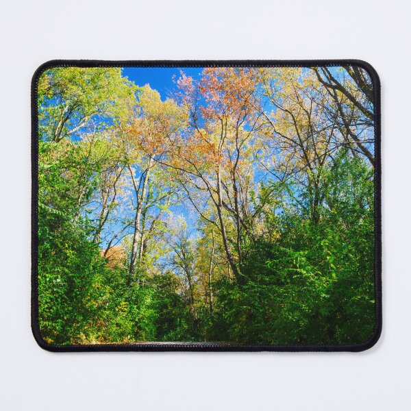 Item preview, Flanking the aisles of a woodland cathedral designed and sold by Joel Bader.