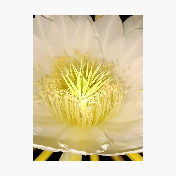 Item preview, Dragon Flower  designed and sold by Fortunately01.