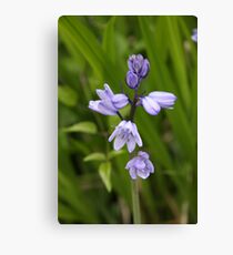 Blue belle Canvas Print