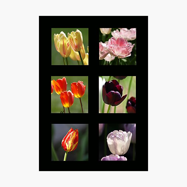 Tulips Photographic Print