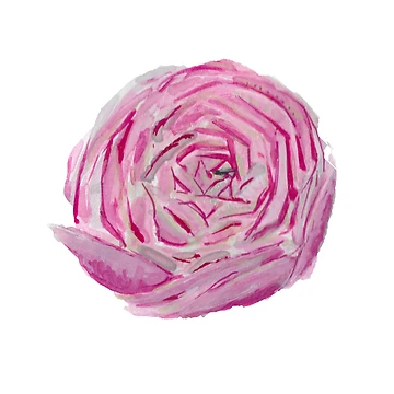 Artwork thumbnail, Pink Ranunculus by MagentaTwilight