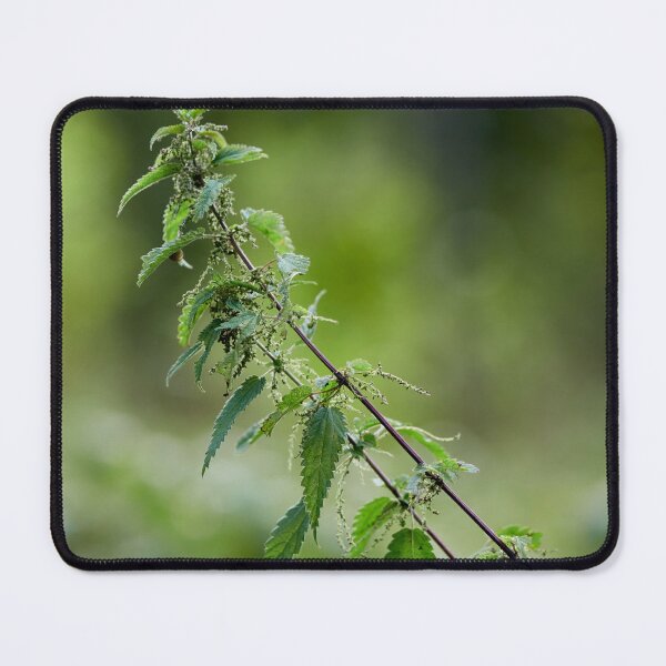 Item preview, Stinging nettle designed and sold by Jouko Lehto Photography.