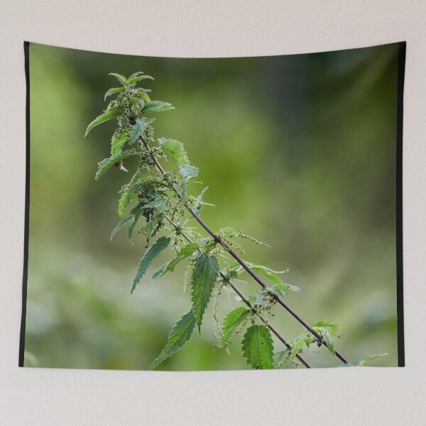 Item preview, Stinging nettle designed and sold by Jouko Lehto Photography.