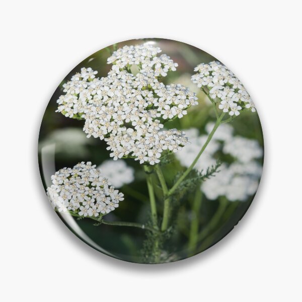 Item preview, Yarrow designed and sold by Jouko Lehto Photography.