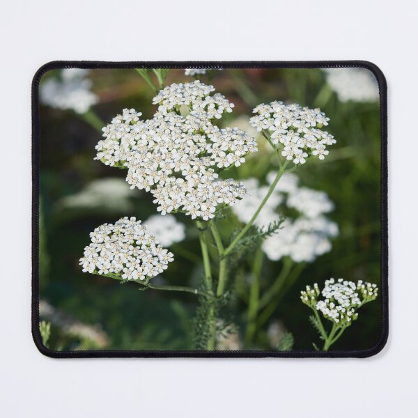 Item preview, Yarrow designed and sold by Jouko Lehto Photography.