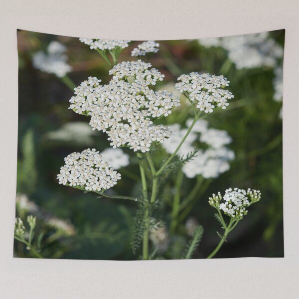 Item preview, Yarrow designed and sold by Jouko Lehto Photography.