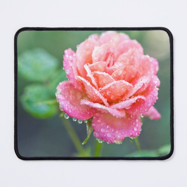 Item preview, Pink Rose With Raindrops designed and sold by Kenziewenze.